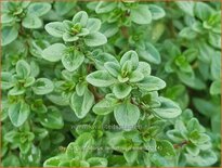 Thymus citriodorus &#39;Lemon Supreme&#39;