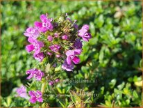 Thymus praecox &#39;Red Carpet&#39;