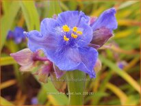 Tradescantia &#39;Good Luck&#39;