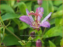 Tricyrtis 'Taipei Silk'