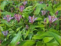 Tricyrtis 'Taipei Silk'