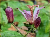 Tricyrtis 'Taipei Silk'