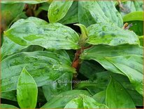 Tricyrtis 'Taipei Silk'