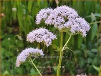 Valeriana officinalis