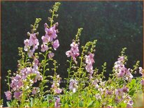 Verbascum &#39;Jackie in Pink&#39;