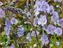 Veronica gentianoides &#39;Maihimmel&#39;