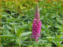 Veronica longifolia 'Rote Zora'