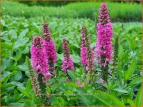 Veronica spicata &#39;Bubblegum Candles&#39;