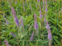 Veronicastrum virginicum &#39;Fascination&#39;