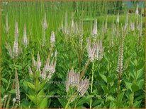 Veronicastrum virginicum &#39;Pink Glow&#39;