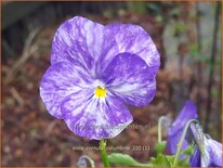 Viola cornuta &#39;Columbine&#39;