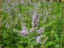 Mentha longifolia