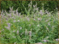 Mentha longifolia