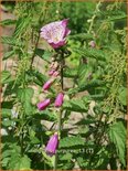 Digitalis purpurea &#39;Monstrosa&#39;