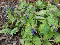 Ajuga incisa &#39;Blue Enigma&#39;