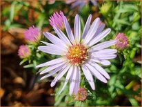 Aster &#39;Anja&#39;s Choice&#39;