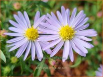 Aster &#39;Anja&#39;s Choice&#39;