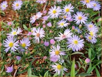 Aster &#39;Anja&#39;s Choice&#39;