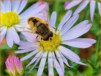 Aster &#39;Anja&#39;s Choice&#39;