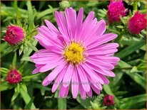 Aster novi-belgii &#39;Rosa Perle&#39;