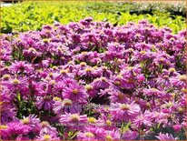 Aster novi-belgii &#39;Rosa Perle&#39;