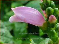 Chelone lyonii &#39;Pink Temptation&#39;