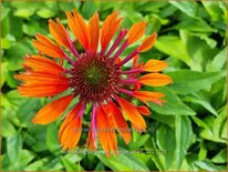 Echinacea purpurea &#39;Orange Pearl&#39;