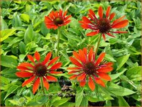 Echinacea purpurea &#39;Orange Pearl&#39;