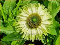 Echinacea purpurea &#39;Sunseekers Apple Green&#39;