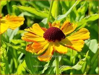 Helenium 'Amber Dwarf'