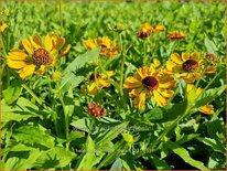 Helenium 'Amber Dwarf'