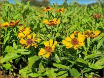 Helenium 'Amber Dwarf'