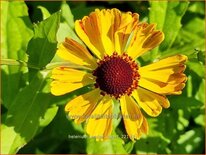 Helenium 'Amber Dwarf'