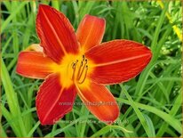 Hemerocallis 'Campfire Embers'