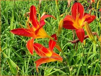 Hemerocallis 'Campfire Embers'