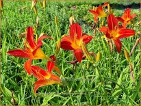 Hemerocallis 'Campfire Embers'