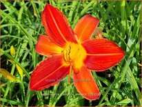 Hemerocallis 'Campfire Embers'