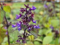 Isodon umbrosus 'Dark Form'