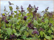 Isodon umbrosus 'Dark Form'