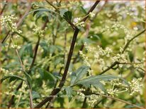 Artemisia lactiflora &#39;Jim Russell&#39;