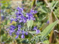 Caryopteris clandonensis &#39;Heavenly Blue&#39;