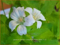 Geranium nodosum 'Wreighburn House White'