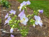 Polemonium caeruleum 'Hopleys'