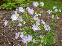 Polemonium caeruleum 'Hopleys'