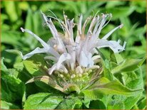 Monarda 'Balmy White'