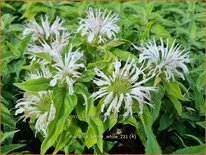 Monarda 'Balmy White'