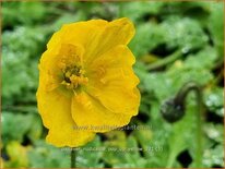 Papaver nudicaule 'Pop-up Yellow'