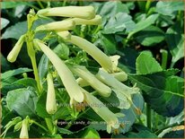 Phygelius 'Candy Drops Cream'