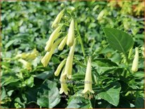 Phygelius 'Candy Drops Cream'