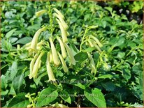 Phygelius 'Candy Drops Cream'